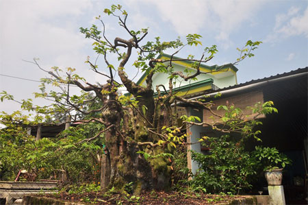 Mục[-]sở[-]thị[-]cây[-]khế[-]cổ[-]thụ[-]trị[-]giá[-]300[-]triệu[-]đồng